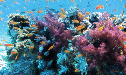 Du corail qui s’adapte au changement du climat : un bel exemple de résilience