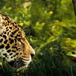 Annulation de l’exploitation du projet Montagne d’Or, la justice a tranché !