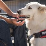 Chien d’assistance remis gracieusement : Handi’chiens au premier plan !