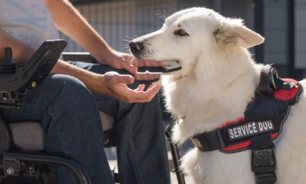 Chien d’assistance remis gracieusement : Handi’chiens au premier plan !