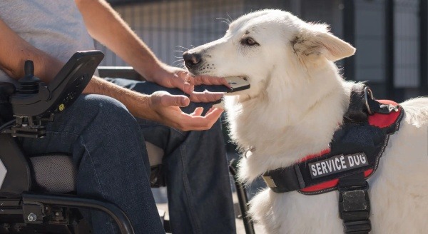 Chien d’assistance remis gracieusement : Handi’chiens au premier plan !